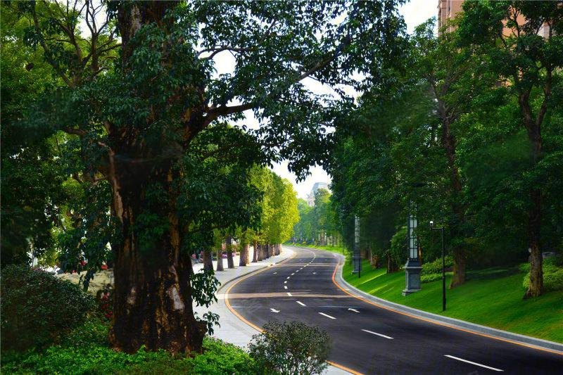 星河湾半岛道路绿化