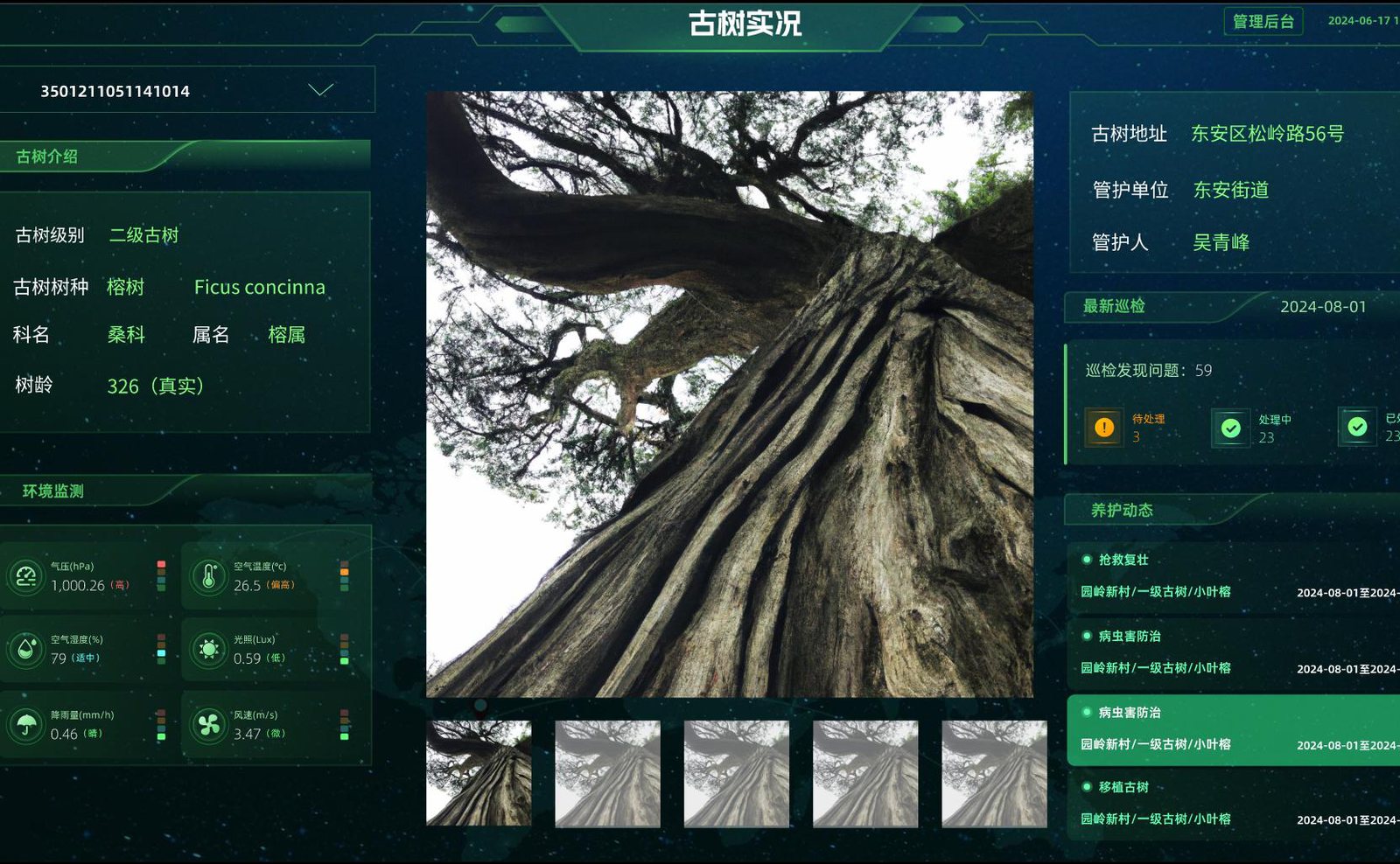 古树实况